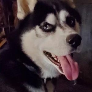 Meet your Posher, Gabriel t